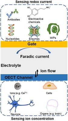 Biological Applications of Organic Electrochemical Transistors: Electrochemical Biosensors and Electrophysiology Recording